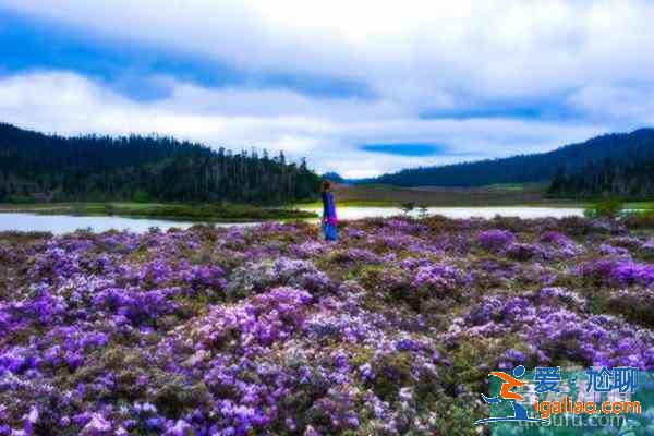 香格里拉杜鵑花在哪些地方有？