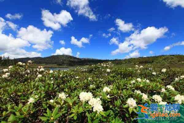 香格里拉杜鵑花在哪些地方有？