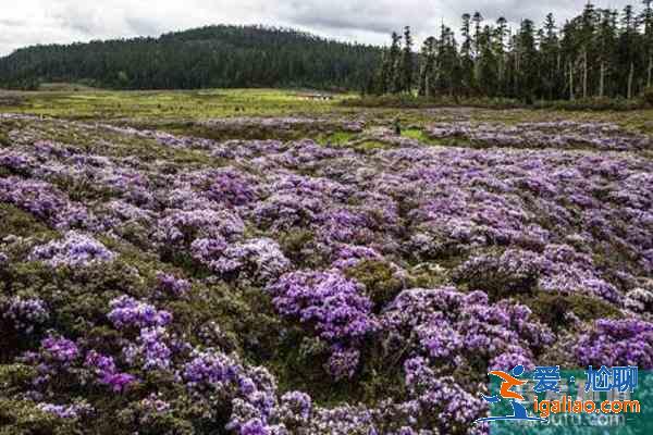 香格里拉杜鵑花在哪些地方有？