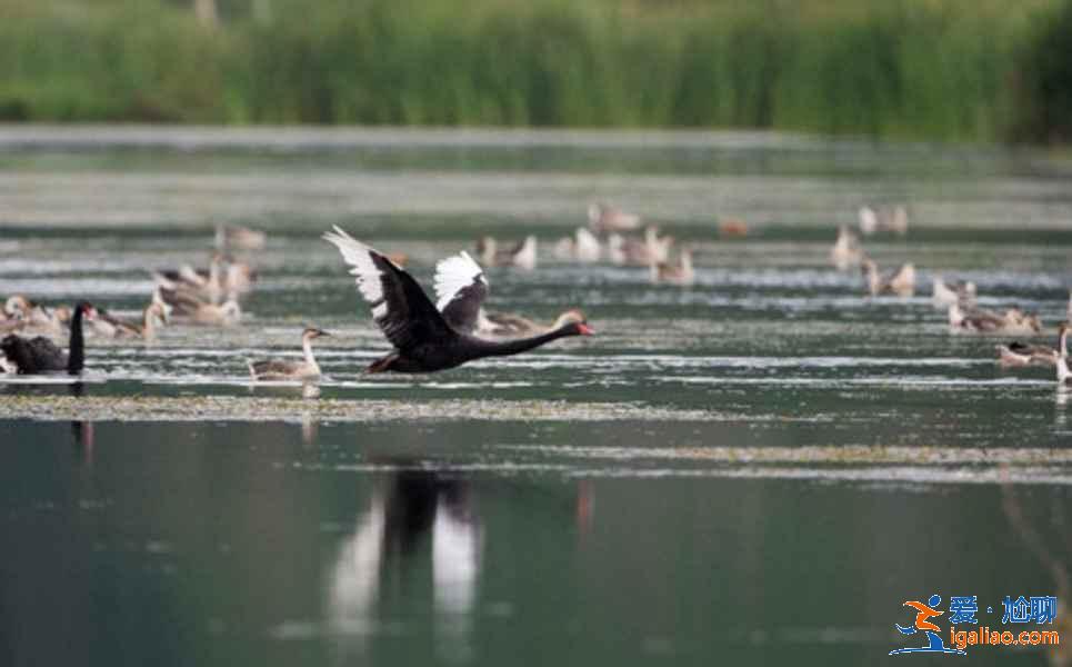 中國觀鳥去哪里？盤點國內觀鳥好去處？