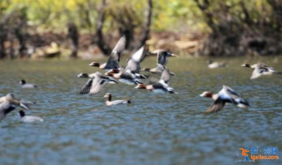 中國觀鳥去哪里？盤點國內觀鳥好去處？