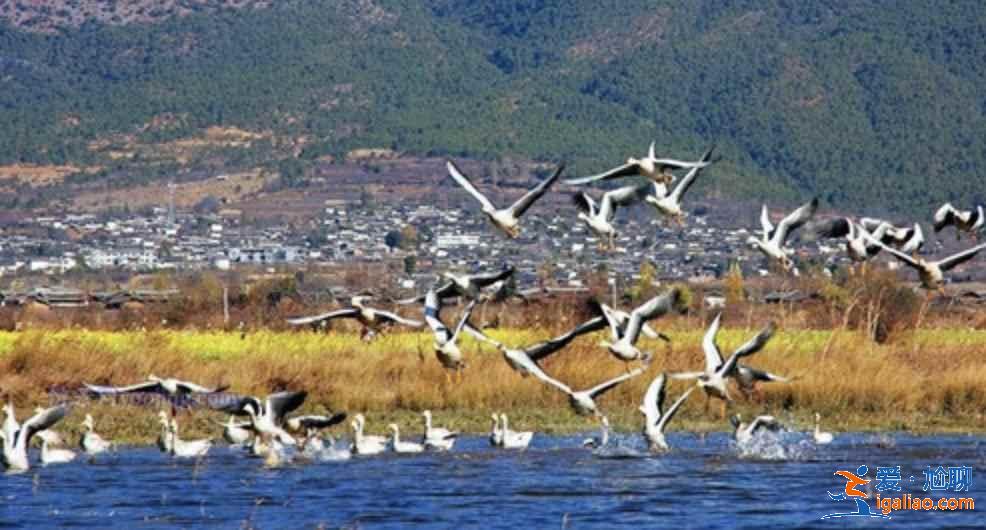 中國觀鳥去哪里？盤點國內觀鳥好去處？