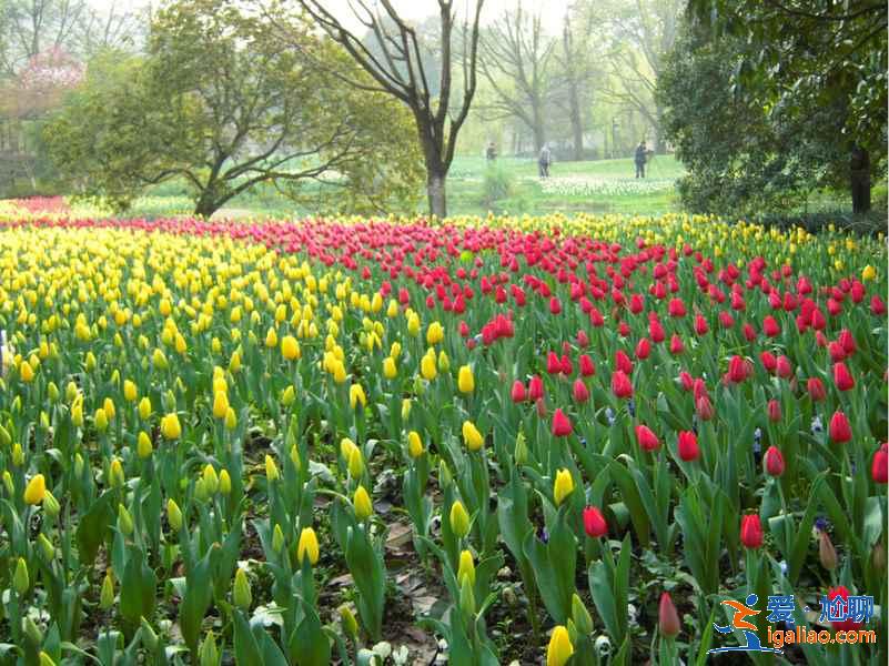 太子灣公園幾月份去好？太子灣公園最佳旅游時間是什么時候？？