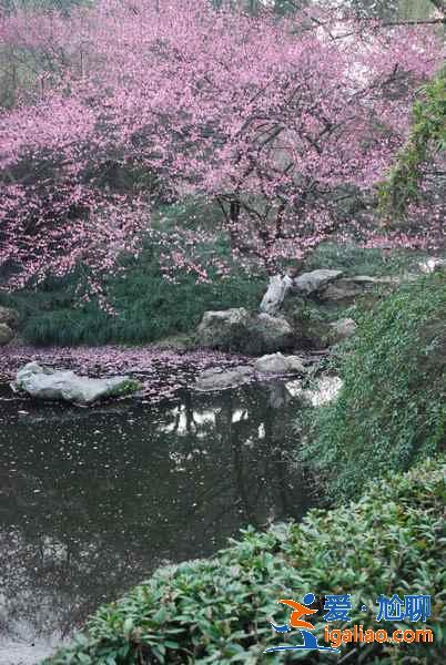 太子灣公園幾月份去好？太子灣公園最佳旅游時間是什么時候？？