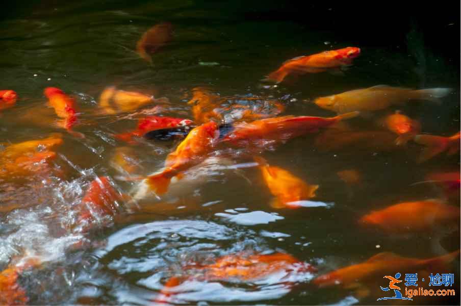 太子灣公園附近有什么景點？太子灣公園附近有什么好玩的？太子灣公園周邊有什么景點？？