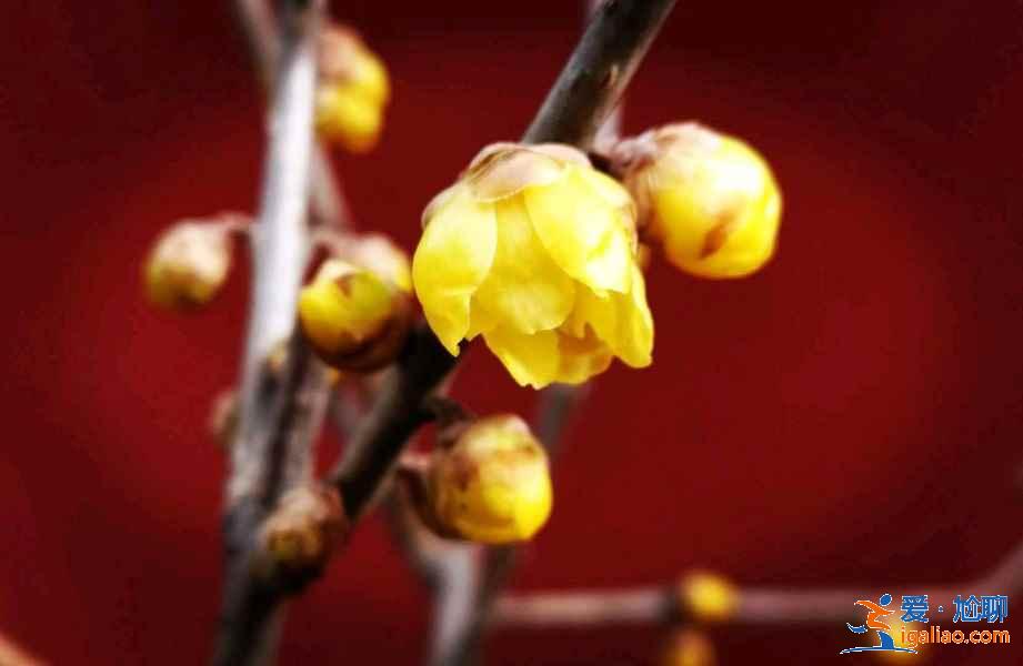 北京周末賞花好去處，北京周末賞花攻略，北京去哪兒賞花？