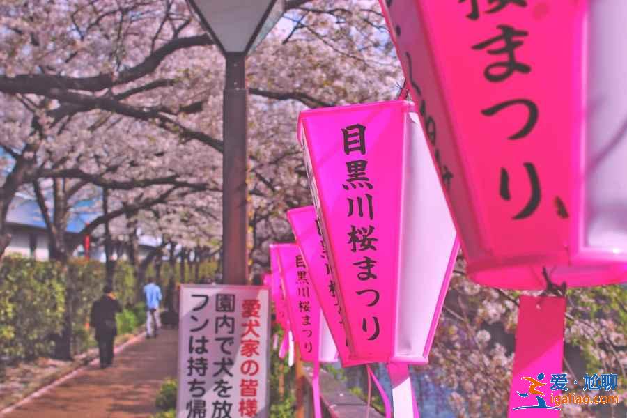 2019年東京賞櫻小貼士，2019年東京賞櫻指南？