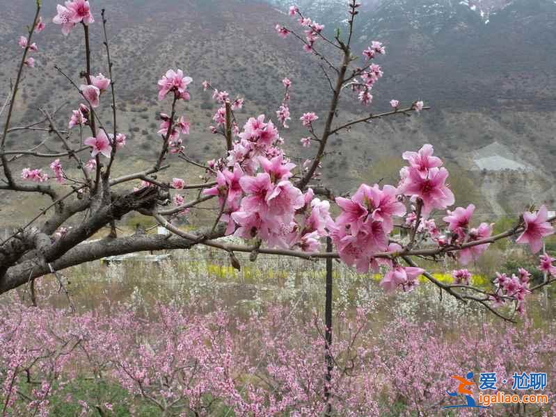 香山桃花節，2017香山桃花節公交—門票—地點—時間？