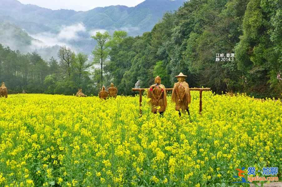 2018全國最全油菜花時間表，油菜花開放時間？