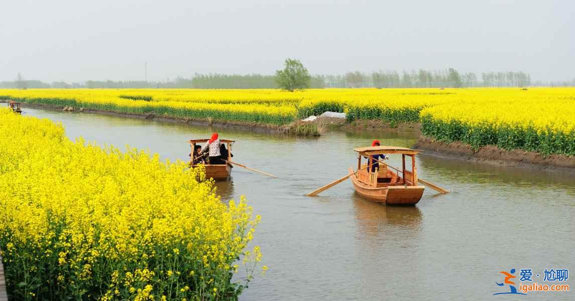 2018全國最全油菜花時間表，油菜花開放時間？