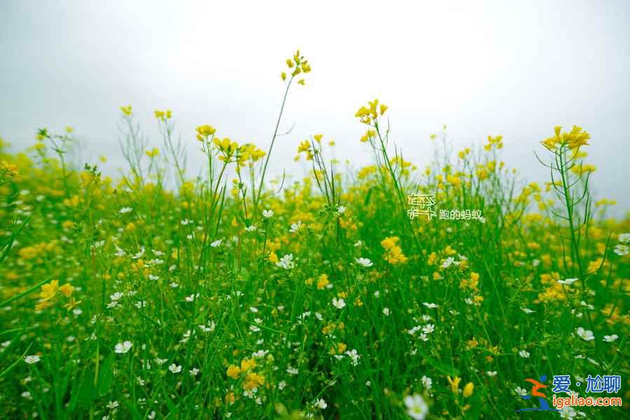 2018全國最全油菜花時間表，油菜花開放時間？