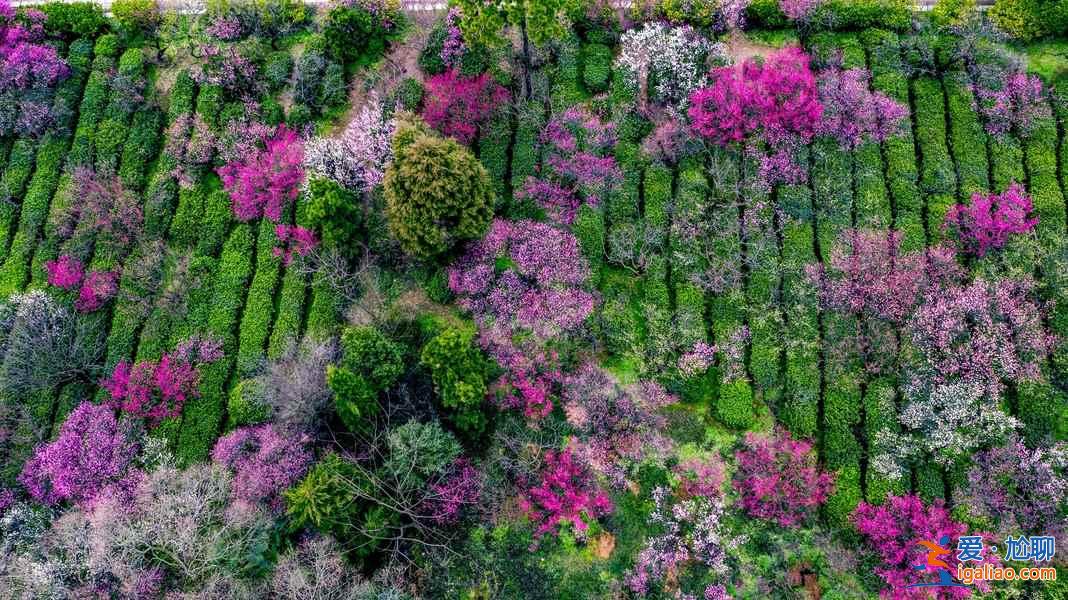 【南京梅花節】2019南京國際梅花節攻略，2019南京國際梅花節活動詳情？