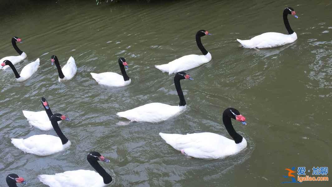 長隆飛鳥樂園好玩嗎，長隆飛鳥樂園值得去嗎，長隆飛鳥樂園游玩攻略？