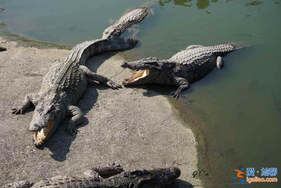 長隆飛鳥樂園好玩嗎，長隆飛鳥樂園值得去嗎，長隆飛鳥樂園游玩攻略？