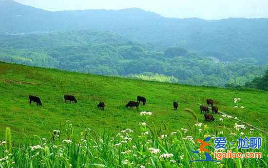 【北京周邊草原】北京周邊草原自駕游，北京周邊草原自駕游攻略？