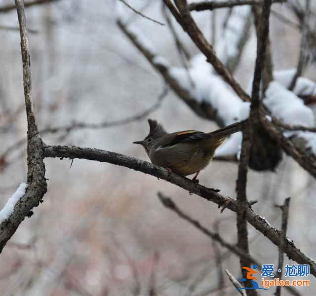 九寨溝雪景什么時間去,九寨溝什么時候下雪？