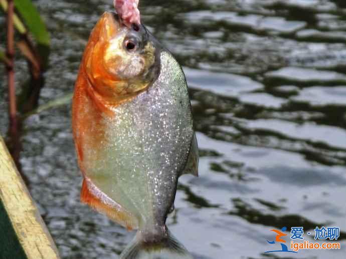 垂釣食人魚，亞馬遜河上的一個特色旅游項目？