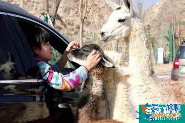 蘭州野生動物園于12月18日開通自駕游？