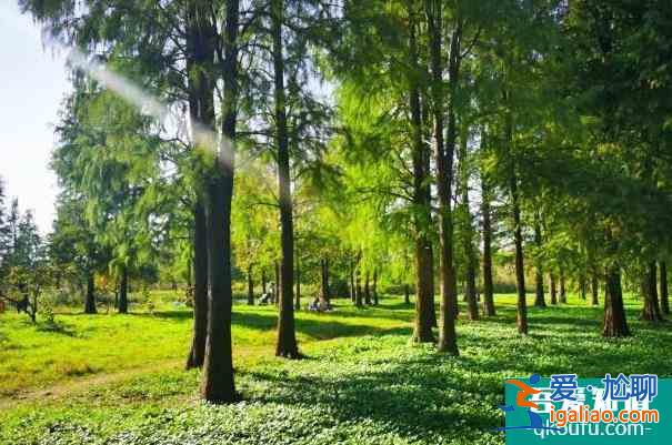 上海青西郊野公園水上森林開放時(shí)間？