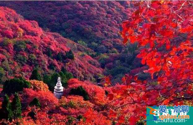 大漠胡楊林景區介紹？