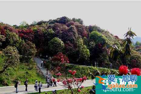 百里杜鵑國家森林公園門票多少錢？