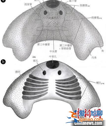 中科院團隊發現約4.38億年前古魚新物種“眼鏡蛇大庸魚”？