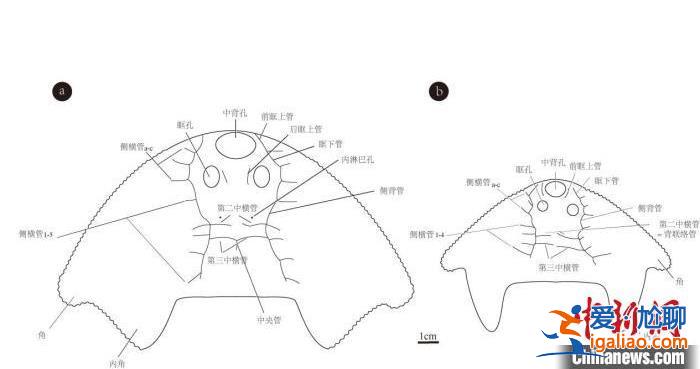 中科院團隊發現約4.38億年前古魚新物種“眼鏡蛇大庸魚”？