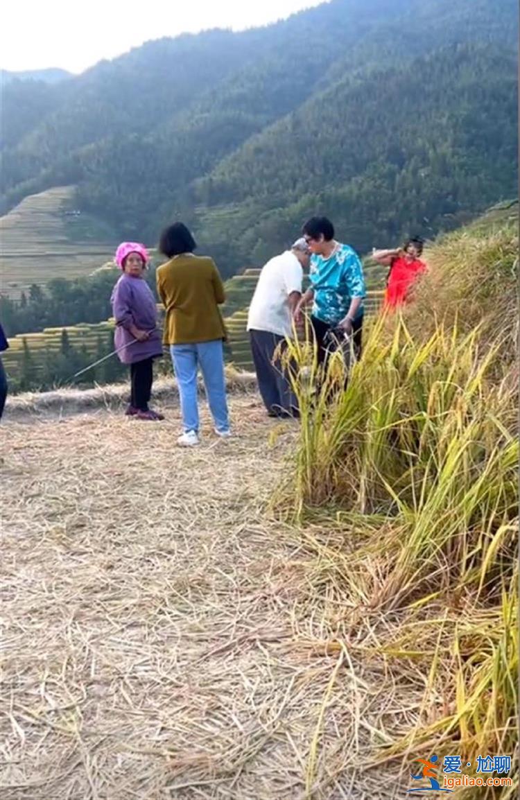 “你是吃飯還是吃草的？”廣西一景區游客踩稻田遭老人怒斥 景區回應？